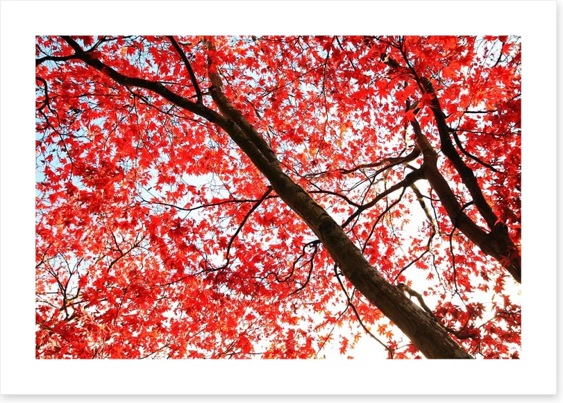 Red Japanese maple - Image 2
