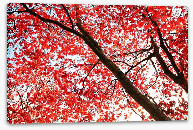 Red Japanese maple - Image 2