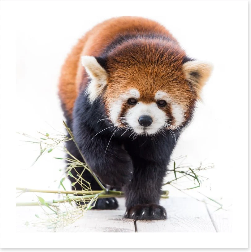 Red panda prowl - Image 2