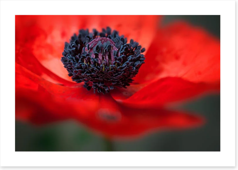 Red poppy - Image 2