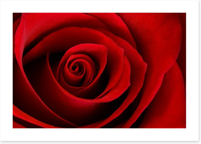 Red rose macro - Image 2