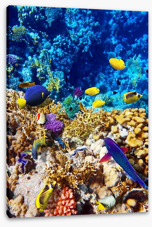 Red Sea reef - Image 2