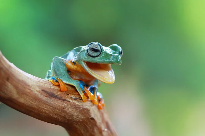 Reptiles / Amphibian