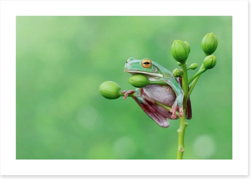 Reptiles / Amphibian - Image 2