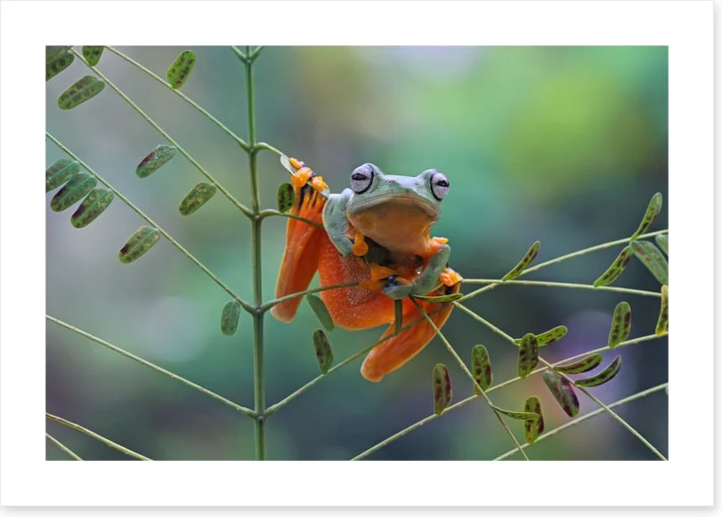 Reptiles / Amphibian - Image 2