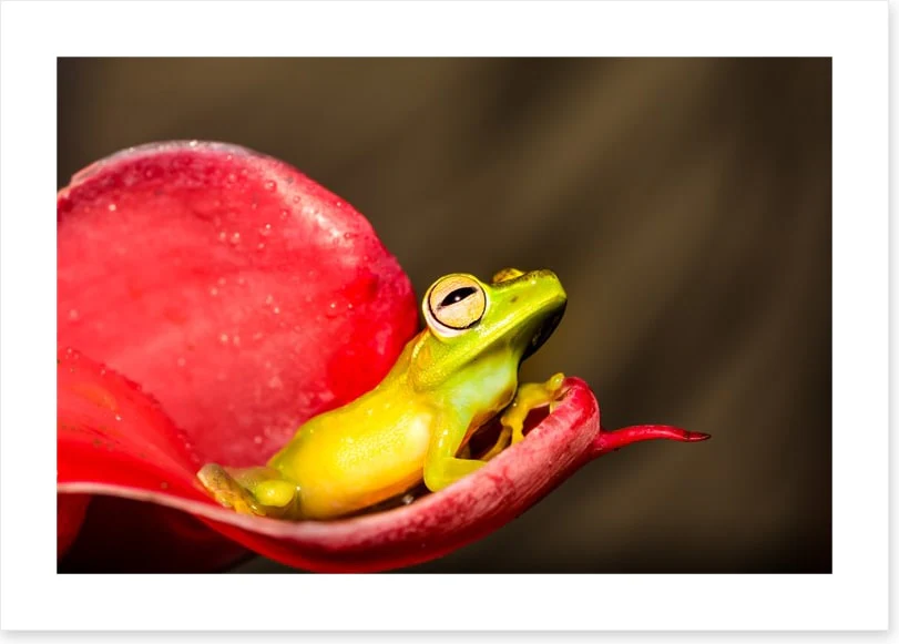 Reptiles / Amphibian - Image 2