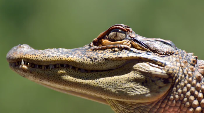 Reptiles / Amphibian