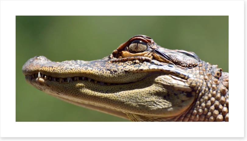 Reptiles / Amphibian - Image 2