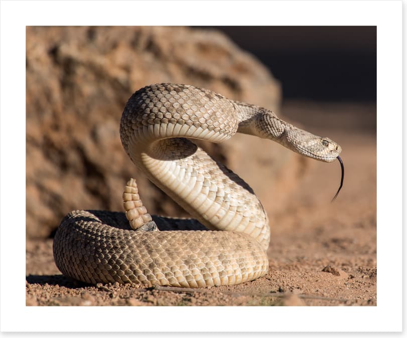 Reptiles / Amphibian - Image 2