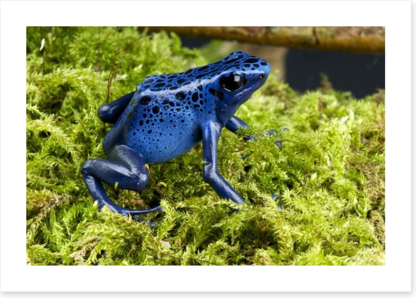 Reptiles / Amphibian - Image 2