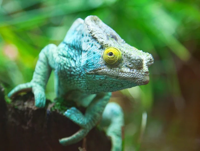 Reptiles / Amphibian