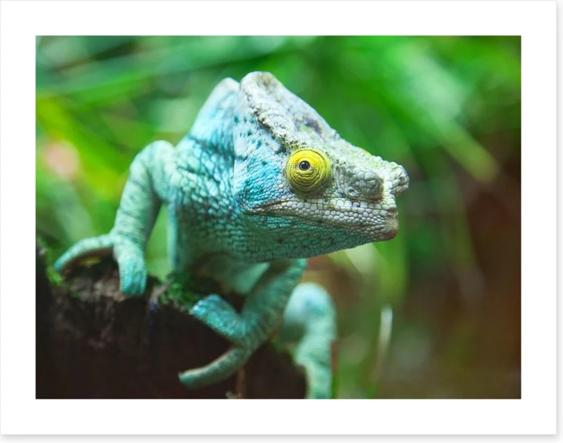 Reptiles / Amphibian - Image 2