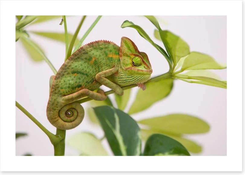 Reptiles / Amphibian - Image 2