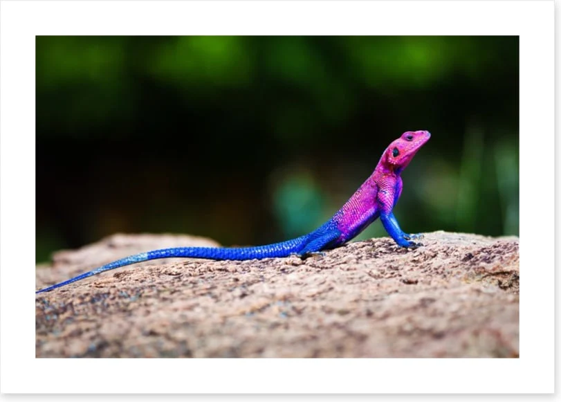 Reptiles / Amphibian - Image 2