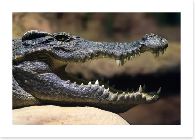 Reptiles / Amphibian - Image 2