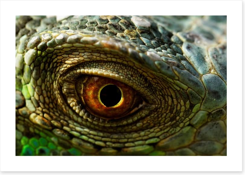Reptiles / Amphibian - Image 2