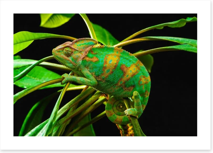 Reptiles / Amphibian - Image 2