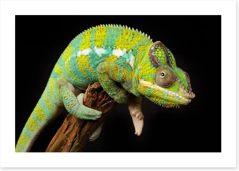 Reptiles / Amphibian - Image 2