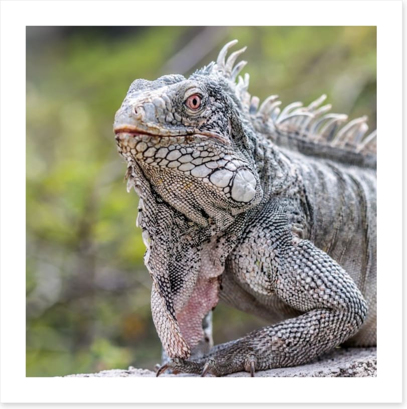 Reptiles / Amphibian - Image 2