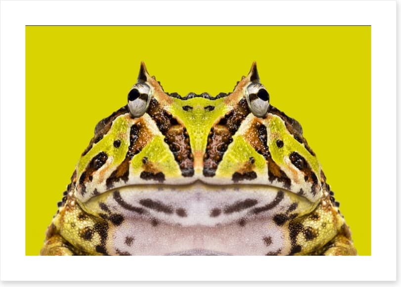 Reptiles / Amphibian - Image 2