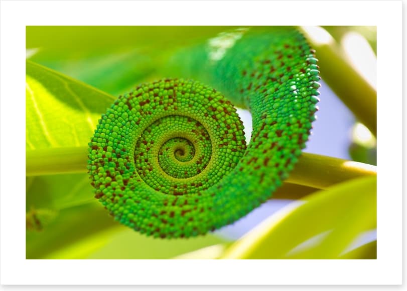 Reptiles / Amphibian - Image 2