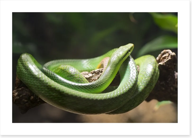 Reptiles / Amphibian - Image 2