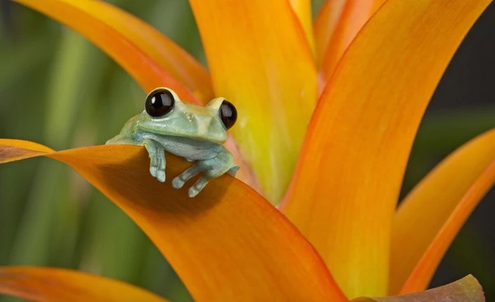 Reptiles / Amphibian