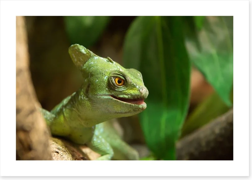 Reptiles / Amphibian - Image 2
