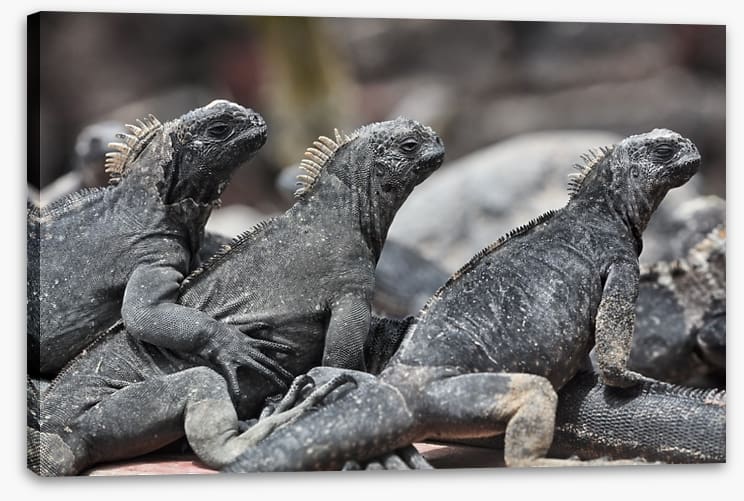Reptiles / Amphibian - Image 2