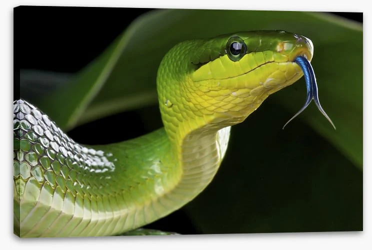 Reptiles / Amphibian - Image 2