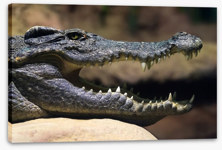 Reptiles / Amphibian - Image 2