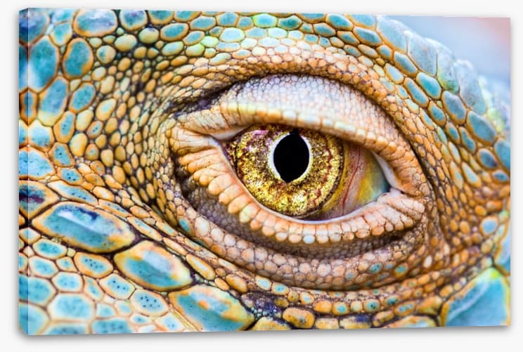 Reptiles / Amphibian - Image 2