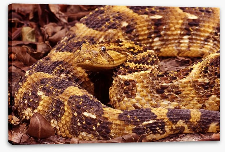 Reptiles / Amphibian - Image 2