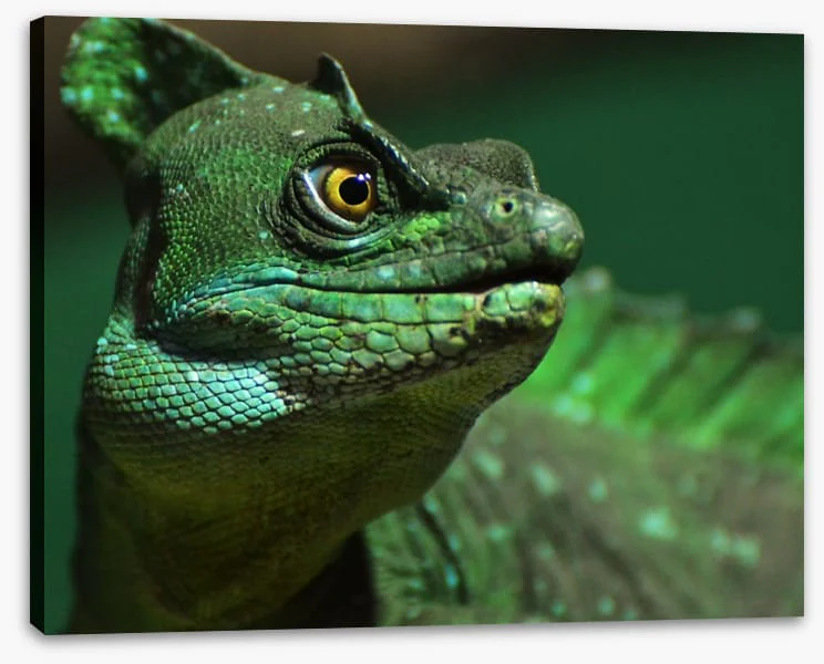 Reptiles / Amphibian - Image 2
