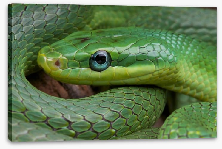 Emerald snake - Image 2