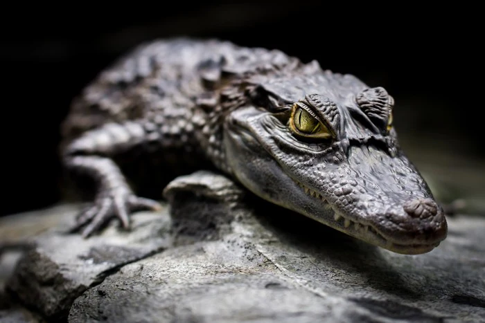 Reptiles / Amphibian