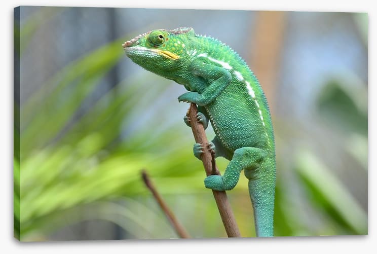 Reptiles / Amphibian - Image 2