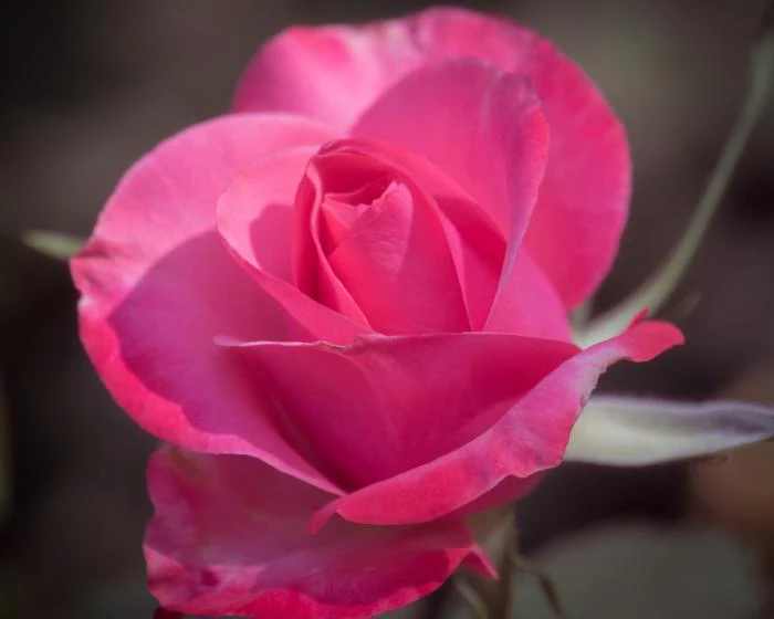 Rose above