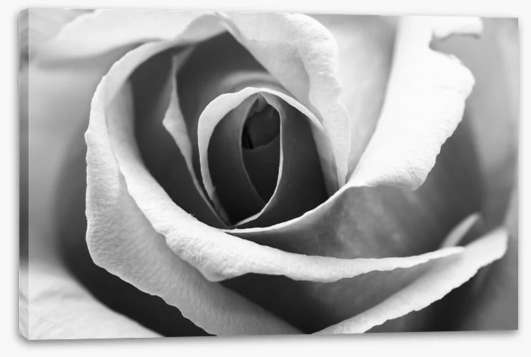 Rosy shadows - Image 2
