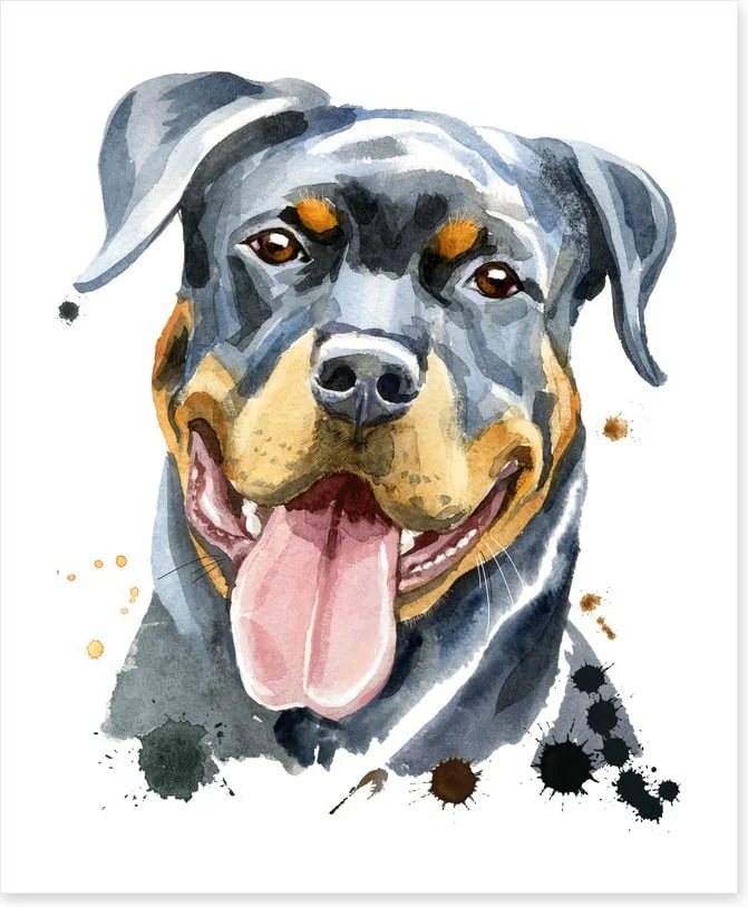 Rottweiler splash - Image 2