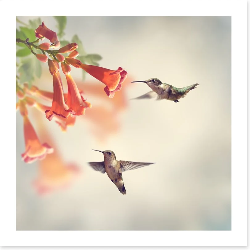 Ruby throated hummingbirds - Image 2