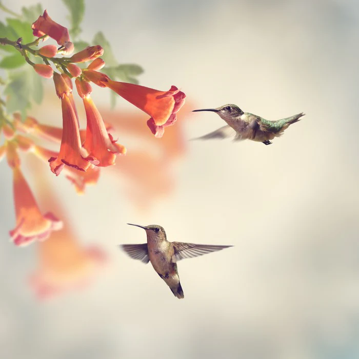 Ruby throated hummingbirds