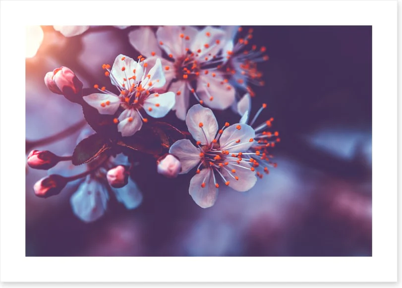 Sakura dawn - Image 2