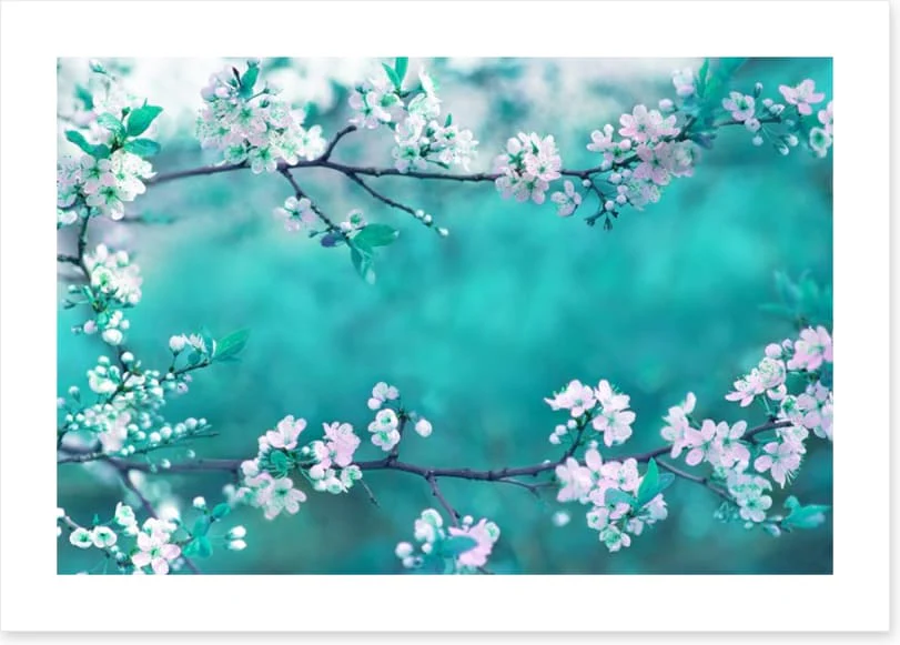 Sakura season - Image 2