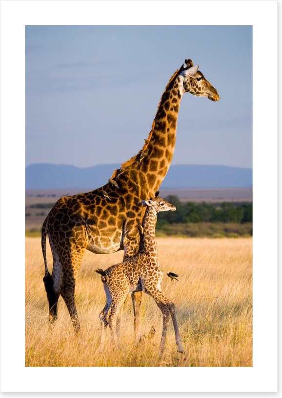 Savanna stroll - Image 2