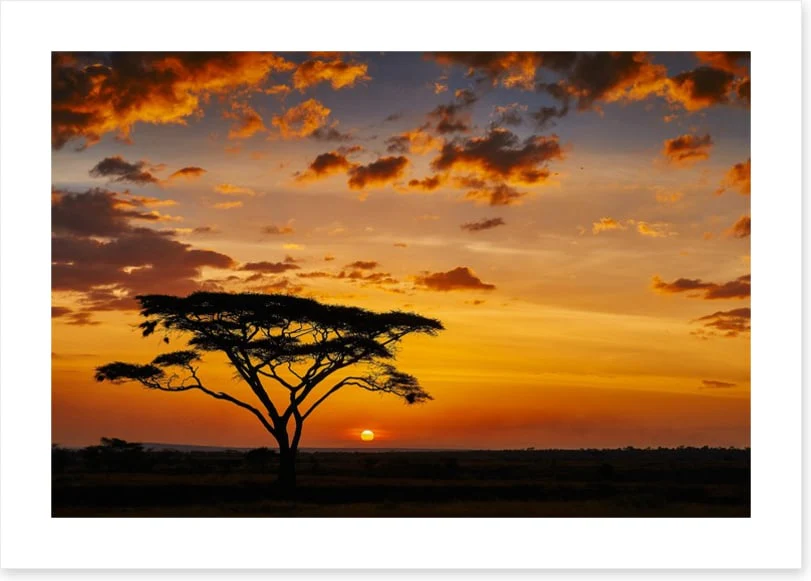 Savanna sunset silhouettes - Image 2