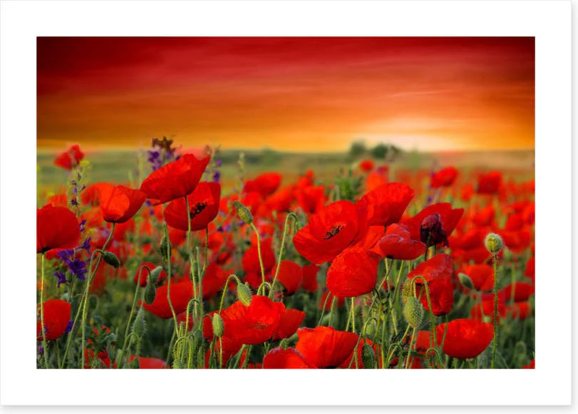 Scarlet red poppy field - Image 2