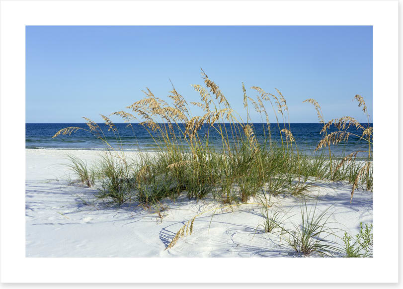 Sea grass - Image 2