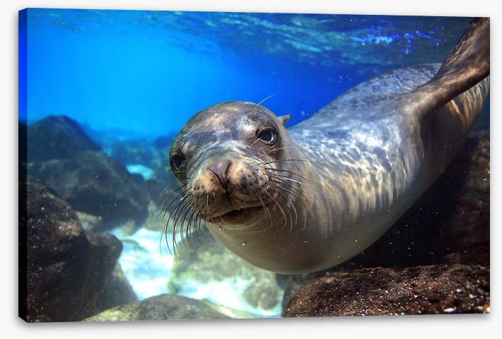 Sea lion smile - Image 2