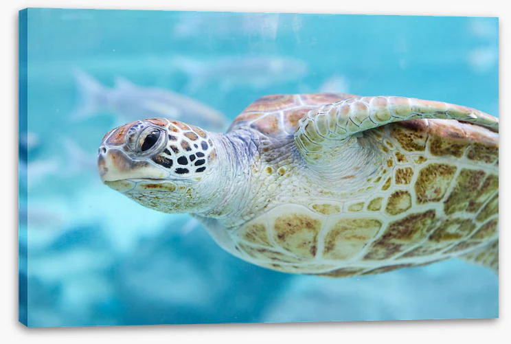 Sea turtle side eye - Image 2